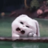 Snowball 9