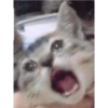 Sad cats 13