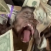 MACAQUINHOS  7