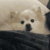 🐶 POMERANIA MOODS 🐾 11