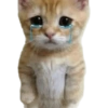 Gatitos llorones🥺😿 14