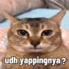 Kucing sigma trend 8