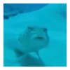 Meme ikan 12