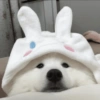 Bichinhos para o seu chat 🐱🐈🐕🐶 30