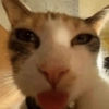 REAÇÕES DE GATOS FOFISS❤️❤️ 11