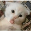@michis cilme