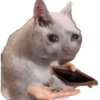 Memes  7