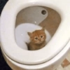 Kucing Anomali 2 5