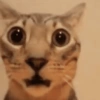 Kucing sigma trend 7