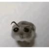 Tu gran hamsters  5