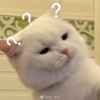 Memes engraçados de gatos 27