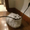 Memes engraçados de gatos 24