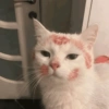 REAGE DE GATIN 12