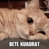 Meme Kucing Lucu 🐱 11