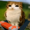 Meowl 🐱Gatos michis 🐾 24