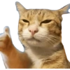 MEME KUCING 10