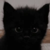 Kucing Anomali 2 13