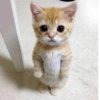 Gatinhos. | @ocenferios  Haki. 6