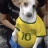 Animais Torcedores Brasil 🇧🇷 7