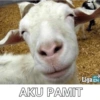 Idul adha kurban 10