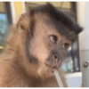 Monos con expresiones 13