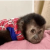 Monos con expresiones 7