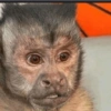 Monkys 3000 🐒 30