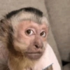 Adesivos de macaquinhos 7