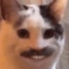GATOS ENGRAÇADOS🤣 12