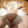 REAÇÕES DE GATOS FOFISS❤️❤️ 10