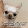 Si pudieras verte a través de mis ojos, entenderías porqué quiero partirte el hocico.