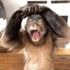 Monos con expresiones 11