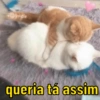 Reações boiolinha 9