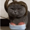Kucing Lucu 11