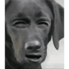 Cachorro meme 6