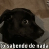 to sabendo de nada