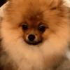 🐶 POMERANIA MOODS 🐾 14
