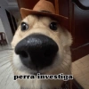 perra investiga