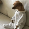 Perritos para responder 🐶 21