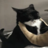 Gatitos Random 🤩 15