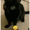Funny cats - Pak 1 18