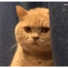 Memes engraçados de gatos 15