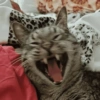 GATINHOS 13