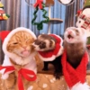 Animais de Natal 2🎄 18