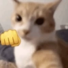 Gatos caóticos e fofos 🤣😻 12