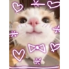 Kucing sigma trend 10