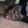 MACAQUINHOS  10