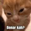 Meme Kucing Lucu 🐱 5
