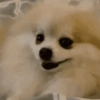🐶 POMERANIA MOODS 🐾 8