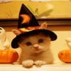Memes de Halloween 14